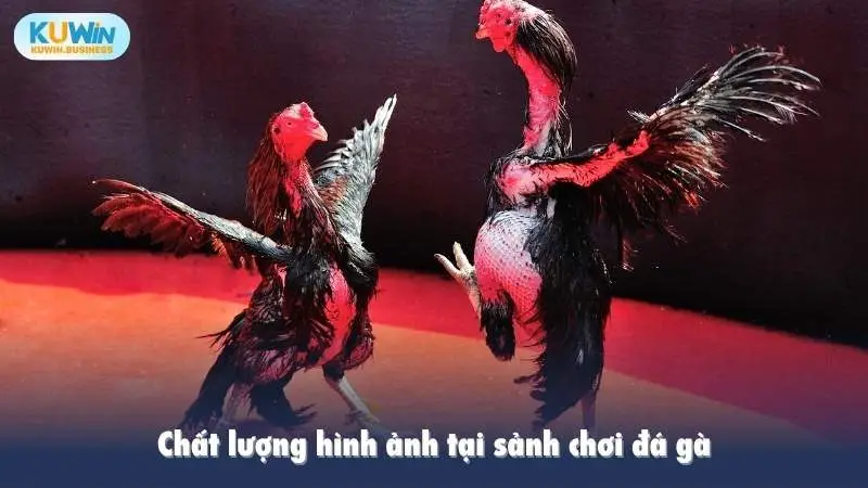 Chất lượng hình ảnh tại sảnh chơi đá gà