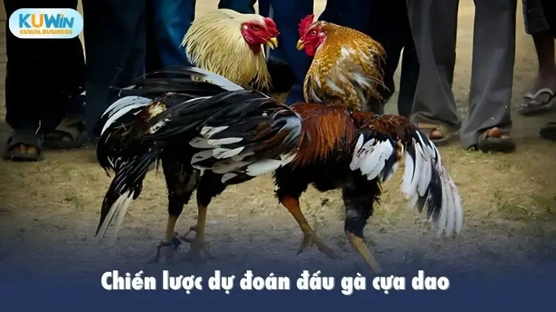 Chiến lược dự đoán đấu gà cựa dao 