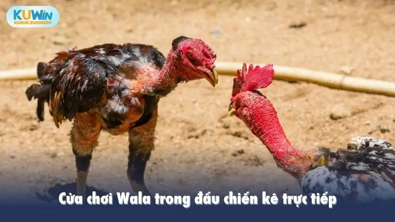 Cửa chơi Wala trong đấu chiến kê trực tiếp