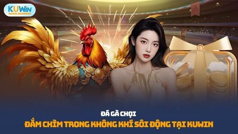 Đá gà chọi tại KUWIN đang thu hút đông đảo người chơi bởi sự kịch tính và lôi cuốn trong từng trận đấu
