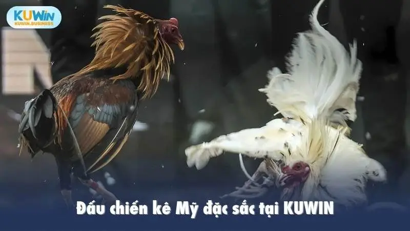 Đấu chiến kê Mỹ đặc sắc tại KUWIN