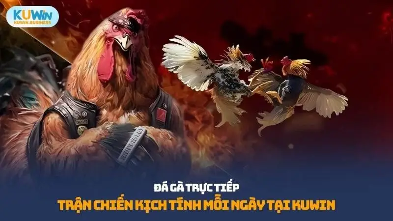Đá gà trực tiếp tại KUWIN được ưa chuộng ở nhiều quốc gia