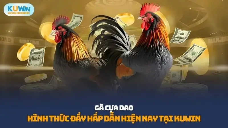 Gà cựa dao tại Kuwin là chiến kê được lựa chọn kỹ lưỡng