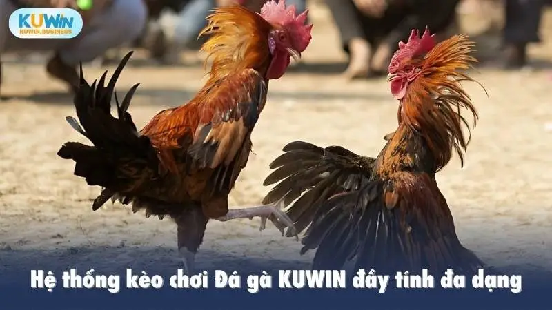 Hệ thống kèo chơi Đá gà KUWIN đầy tính đa dạng
