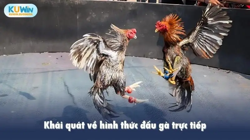 Khái quát về hình thức đấu gà trực tiếp