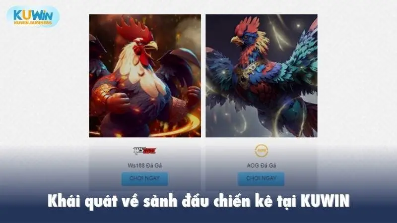 Khái quát về sảnh đấu chiến kê tại KUWIN
