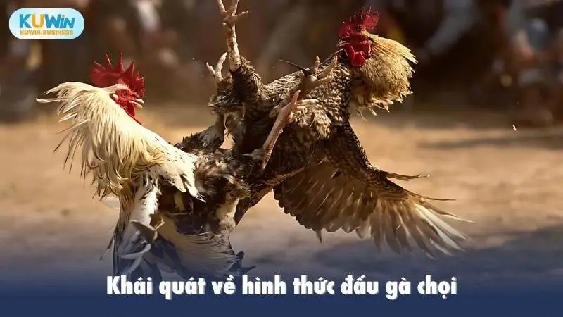Khái quát về hình thức đấu gà chọi