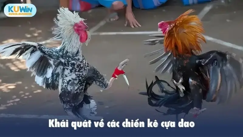 Khái quát về các chiến kê cựa dao