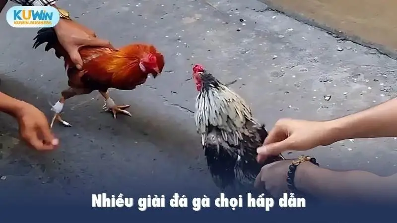 Nhiều giải đá gà chọi hấp dẫn